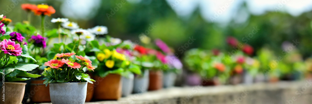 Colorful flowers in pots on wooden table in garden. Selective focus panorama