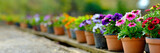 Colorful flowers in pots on wooden table in garden. Selective focus panorama
