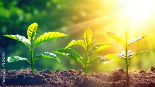a close up of a group of plants growing in dirt with sunlight shining through the leaves on the other side of the plant. © Anna