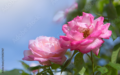 Blooming pink roses in garden against the blue sky.