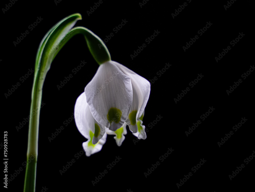 Obraz premium Spring snowflake on a black background