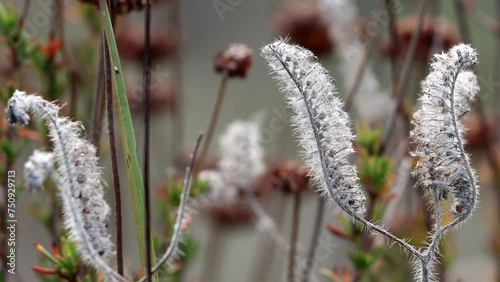 Setose Caterpillar Scorpionweed, Phacelia Cicutaria Variety Hispida, a native monoclinous annual herb displaying persistent senescent bodies during Winter in the Santa Monica Mountains. photo