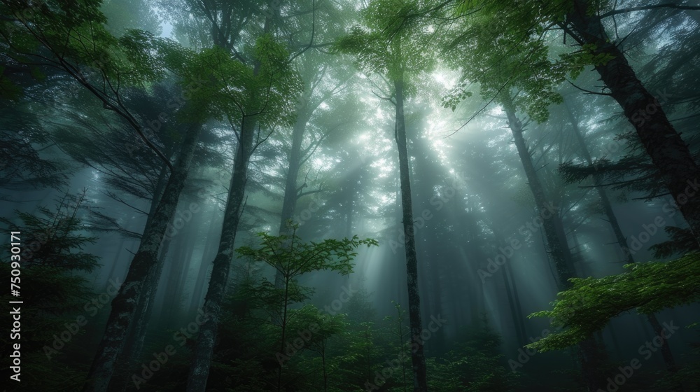 A mystical forest shrouded in mist. A mystical forest shrouded in mist.