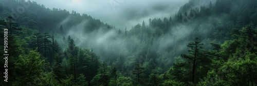 A mystical forest shrouded in mist. photo