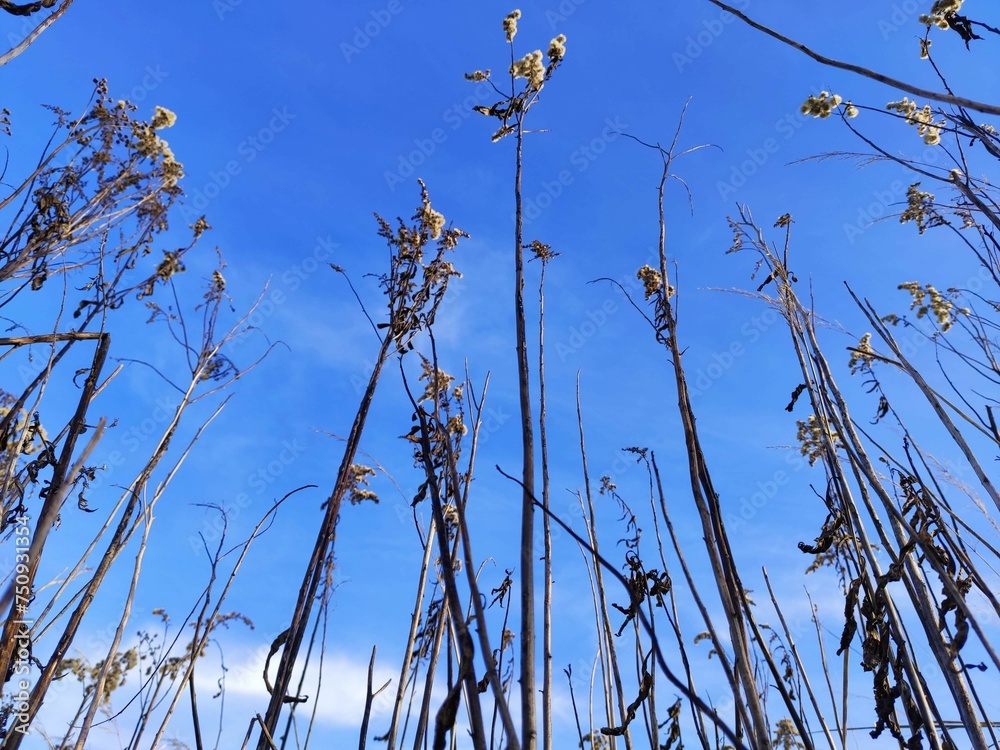 Fototapeta premium grass and sky