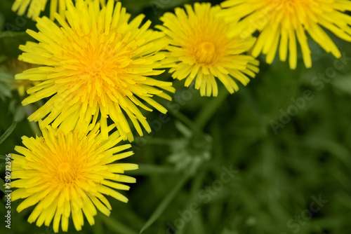 Spring flowers of dandelions in green backgrounds.