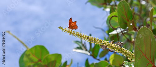Butterflies on a branch of Eucalyptus tree, isolated on blue sky.