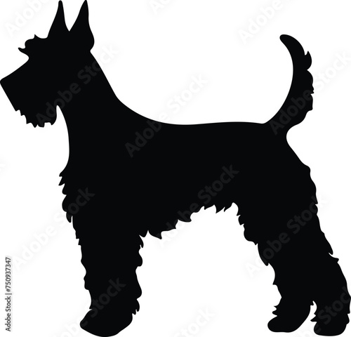 Kerry Blue Terrier portrait