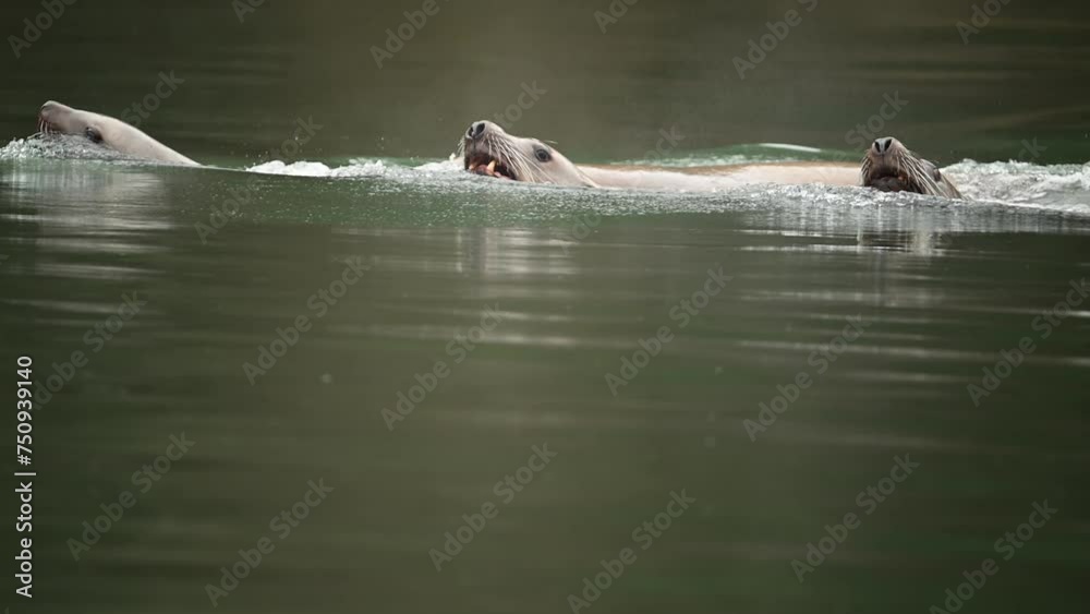 Sea lion swims, dives and breathes close-up slow motion Sea lion swims, dives and breathes close-up slow motion