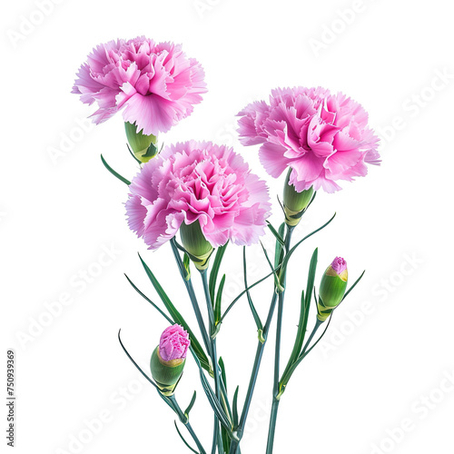 Pink Carnation flowers on white or transparent background