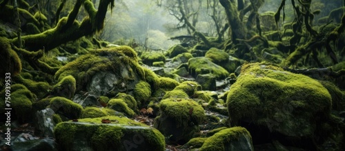 Mountain river in a mossy tropical forest
