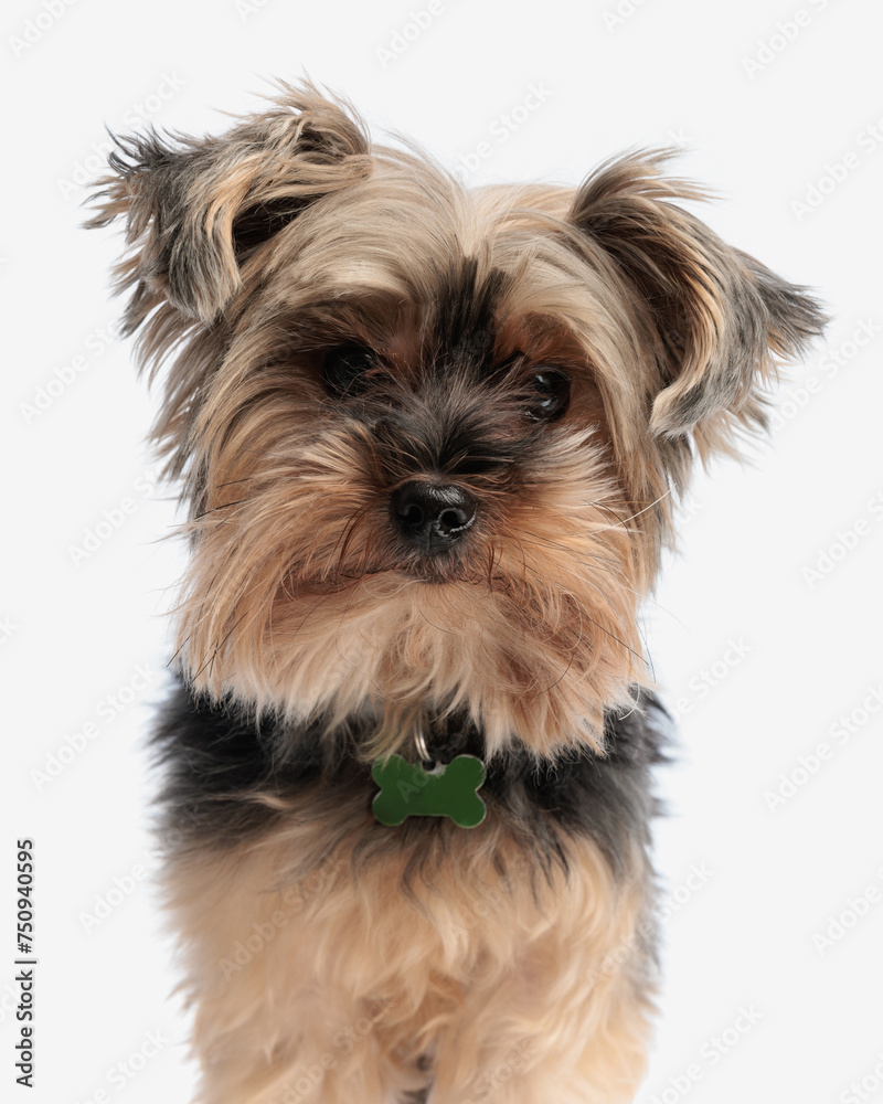 beautiful yorkie puppy with collar standing and looking forward