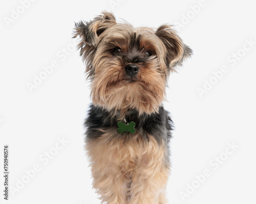 curious little yorkie puppy with collar standing and looking up