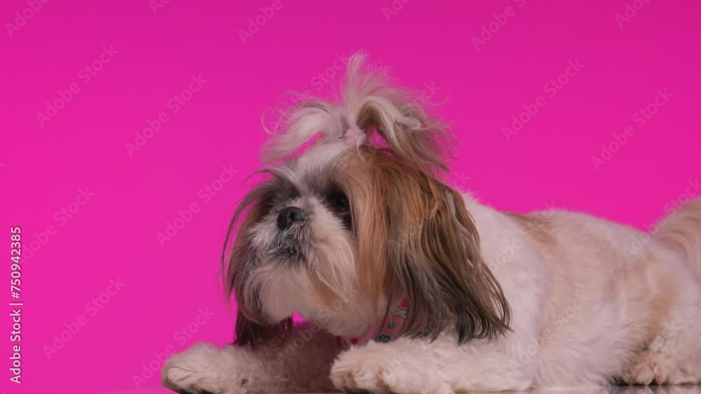 nervous little shih tzu dog laying down and barking, looking to side and barking at camera, playing and having fun on pink background nervous little shih tzu dog laying down and barking, looking to side and barking at camera, playing and having fun on pink background