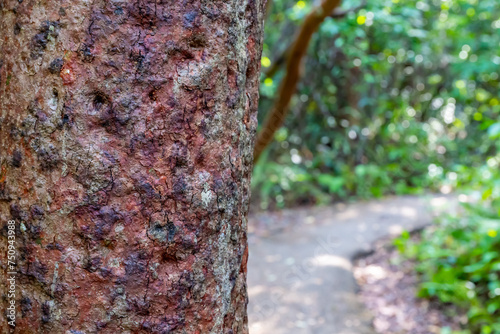 selective focus on the bark of a Gumbo limbo tree along trail path at Everglades National Park photo