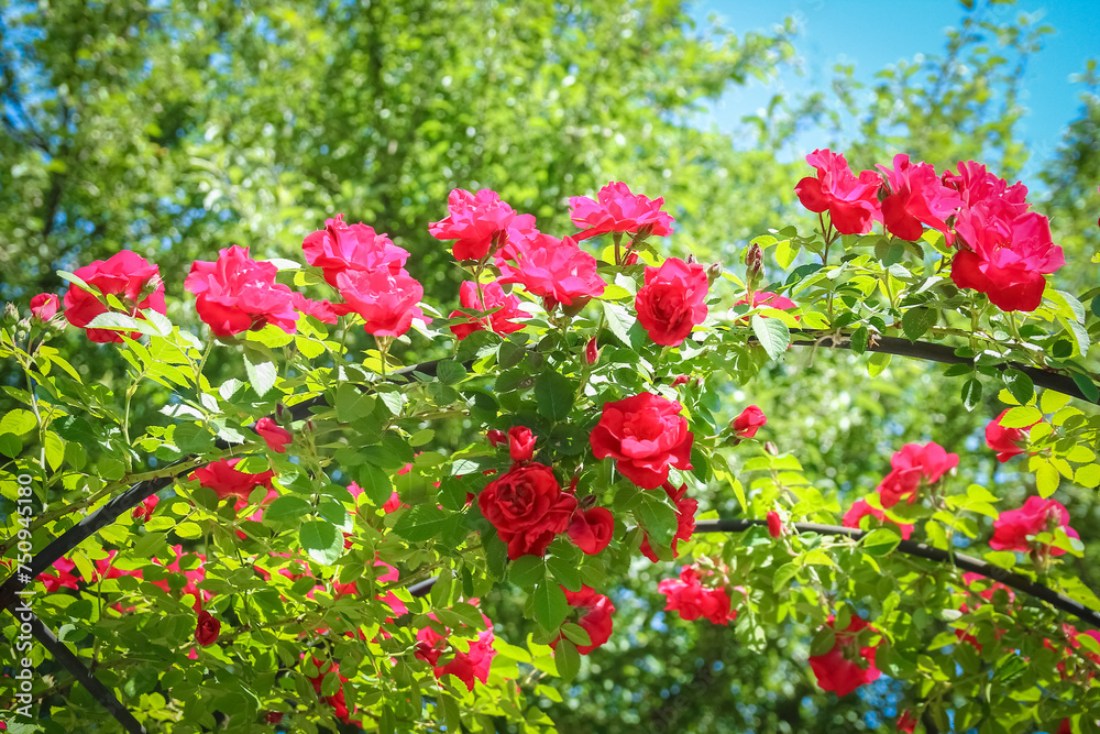 A Roses in a park in nature against a blue sky