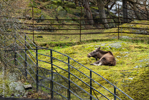 Moose resting in a park after a meal.