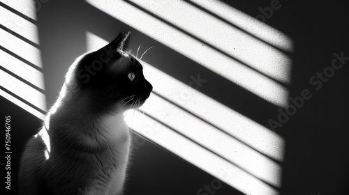 a black and white photo of a cat looking out of a window with the sun shining through the window blinds. photo