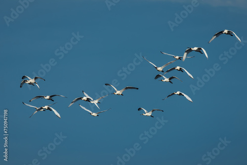 Eurasian spoonbill (Platalea leucorodia). Birds in flight.