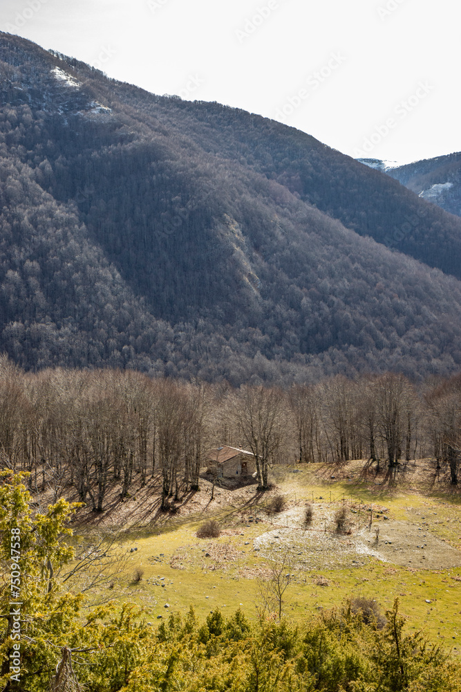 A beech forest, in Campo Felice, Italy. A small refuge for hikers in the mountains of the Abruzzo Apennines. The bare trees in winter, the clear blue sky, grassy hills, bushes, shrubs and rocks.
