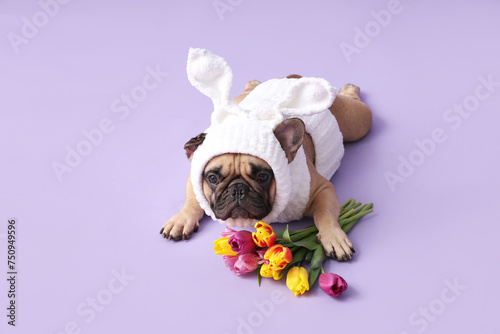 Cute French bulldog in bunny costume with beautiful tulips on lilac background. Easter celebration © Pixel-Shot