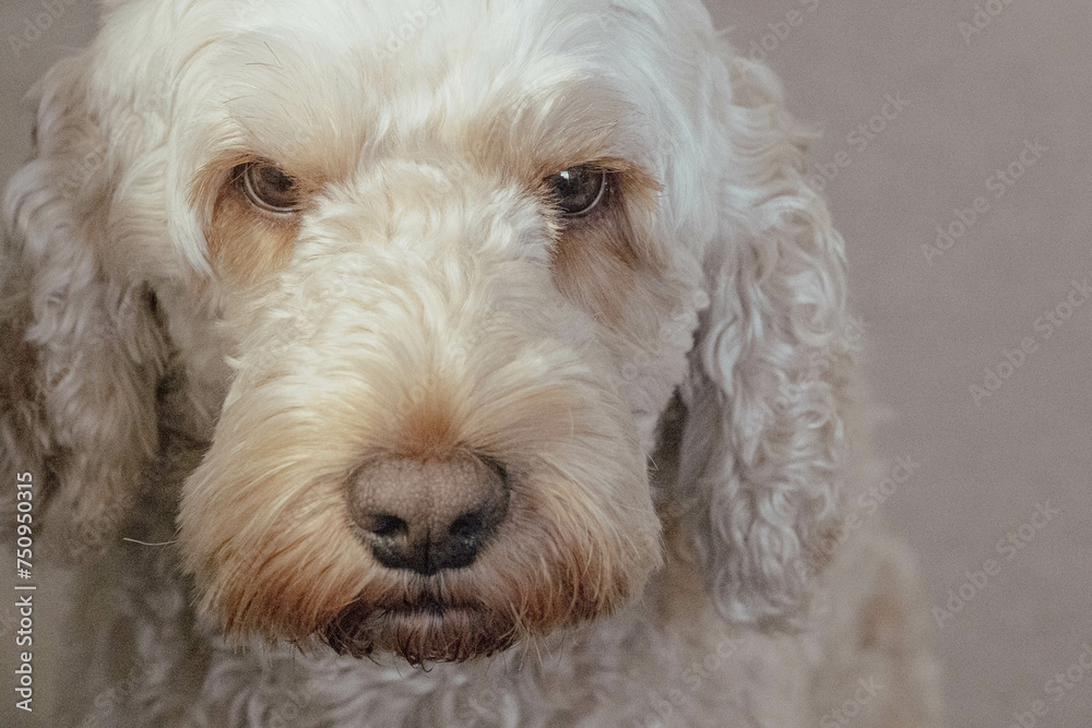 Cockapoo Cockapoo