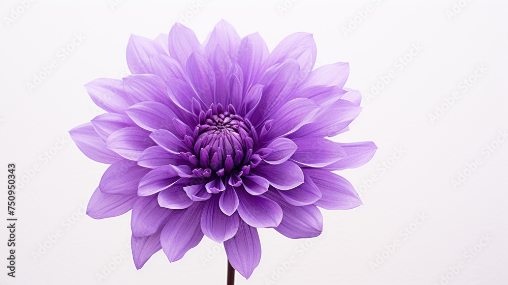 A purple flower in full bloom isolated on a white background