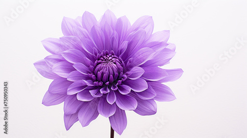A purple flower in full bloom isolated on a white background