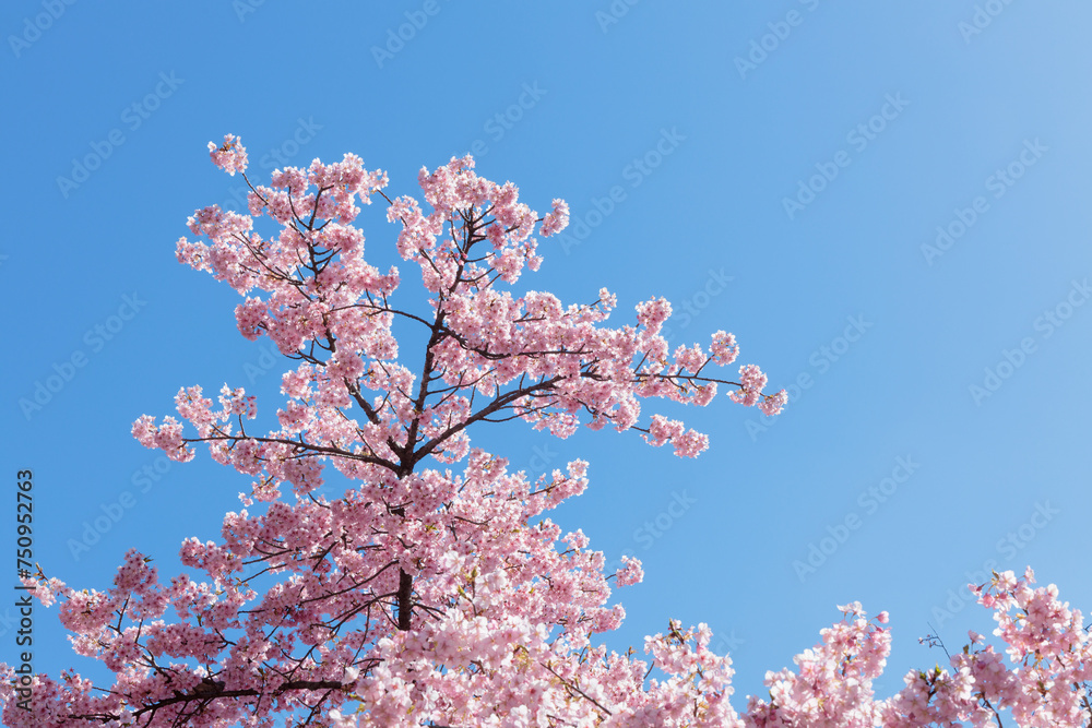 桜の枝と空 桜の枝と空