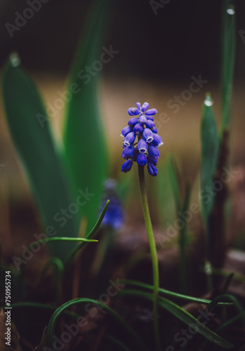 Flowers in spring