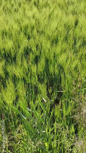 Green Grain Barley Field