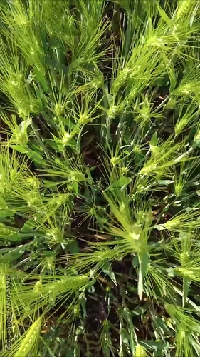 Green Grain Barley Field