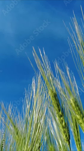 Blue Sky and Green Grain Barley Field