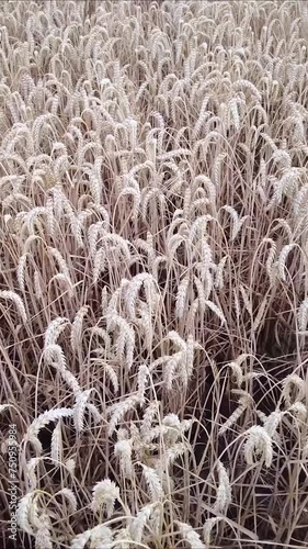 Grain Wheat Field Cornfield