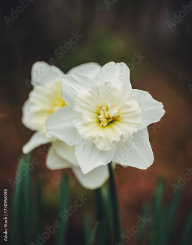 daffodils in spring © Mark