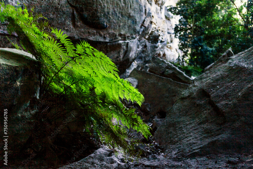 Tiger Snake Canyon, Wollemi National Park, NSW, Australia Tiger Snake Canyon, Wollemi National Park, NSW, Australia