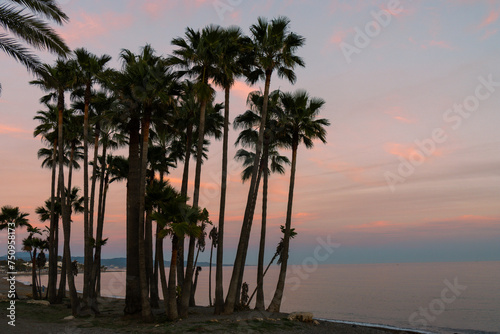 Group of palm trees on the beach of San Pedro de Alcántara, Marbella. Colors in the sunset sky. Spain