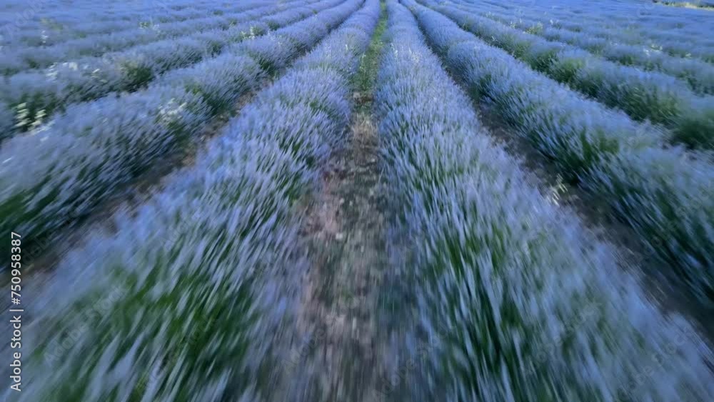 Fly above large field with lavender that bloomed at sunset Fly above large field with lavender that bloomed at sunset