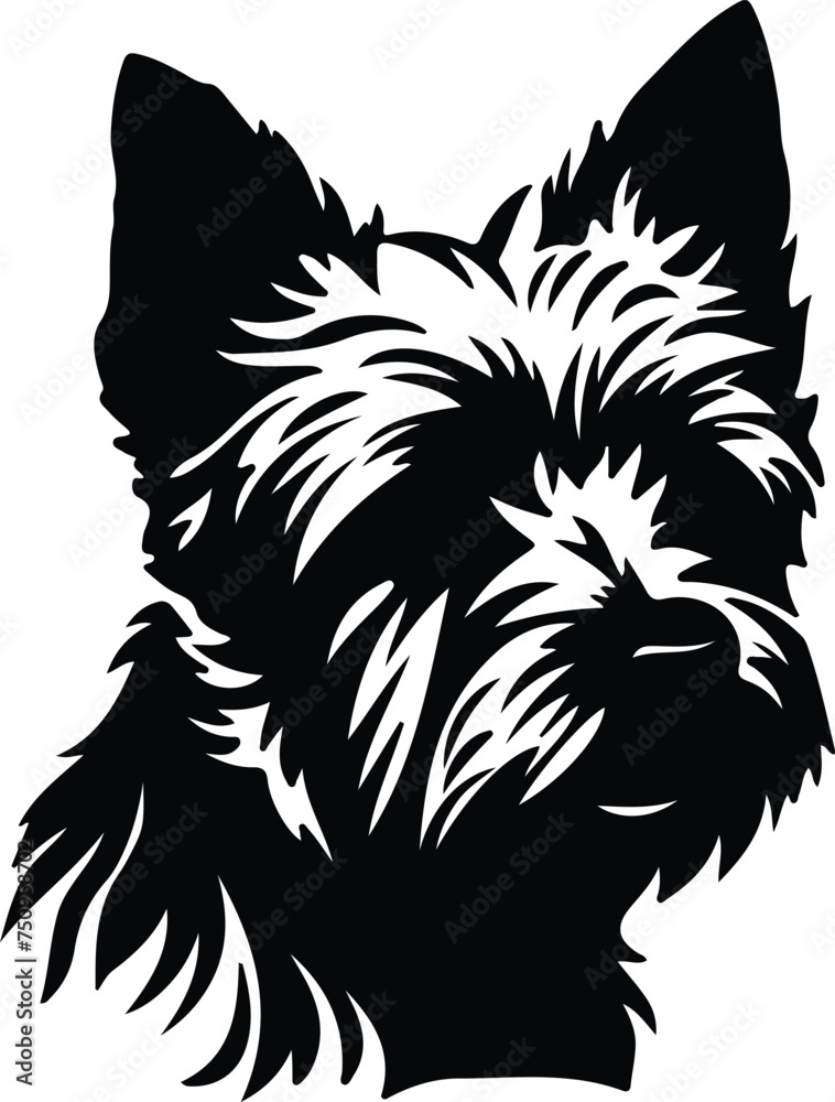 Fototapeta premium Norwich Terrier portrait