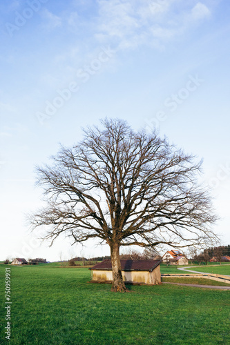 Big tree without leaves, germany in spring village, green grass