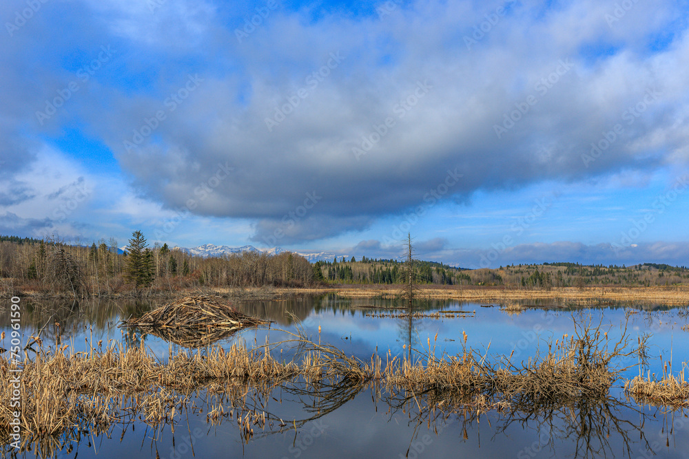 Beaver Dam and Lodge, Bow Valley