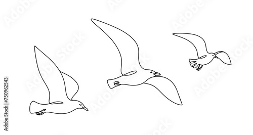 Gull. Bird. Flight. Pack