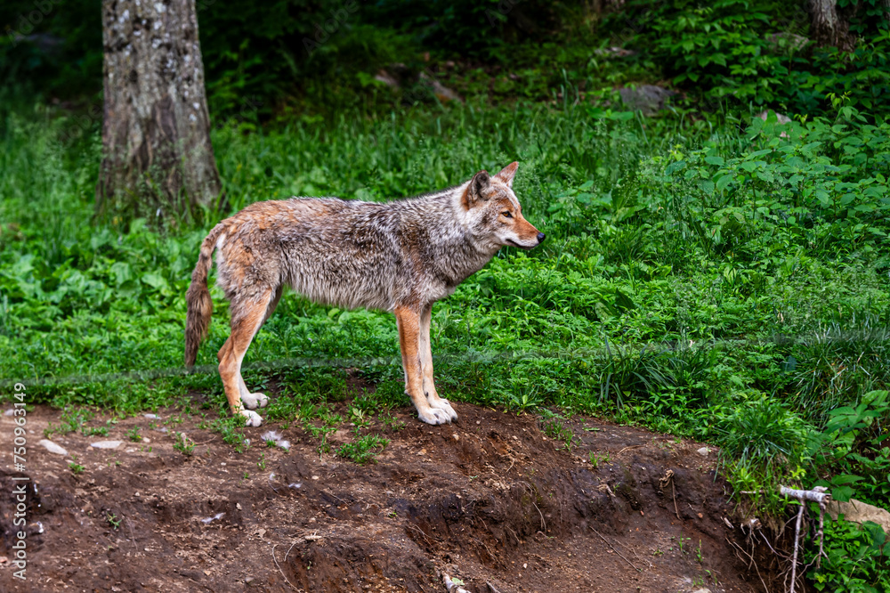 Fototapeta premium Eastern Coyote (Canis latrans), standing in the forest.