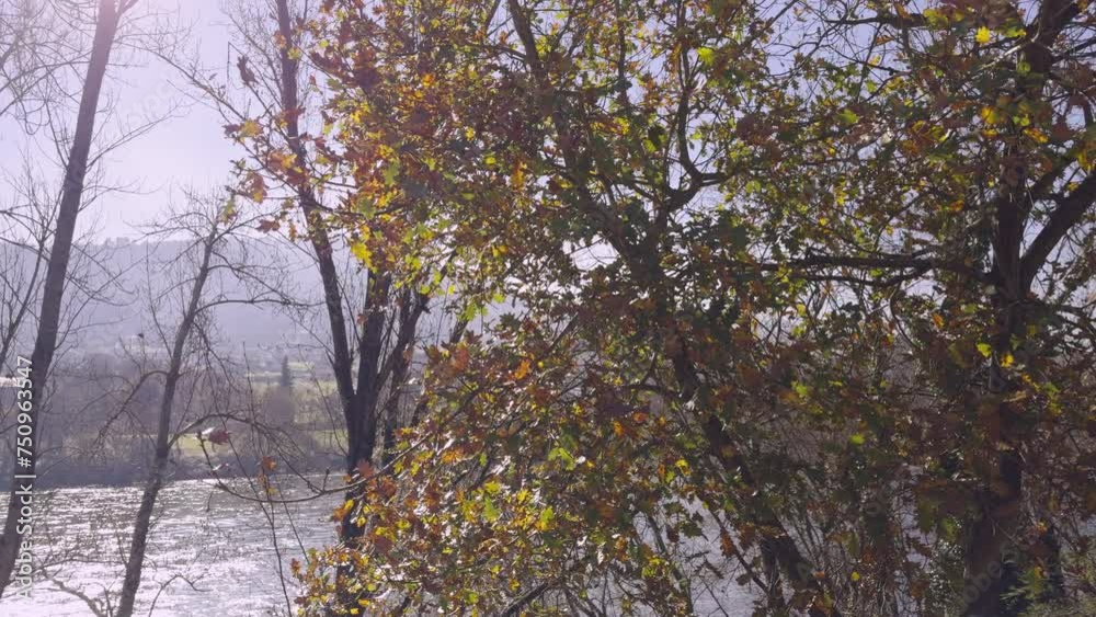 Autumn Serenity: Yellow Leaves by the Riverside Autumn Serenity: Yellow Leaves by the Riverside
