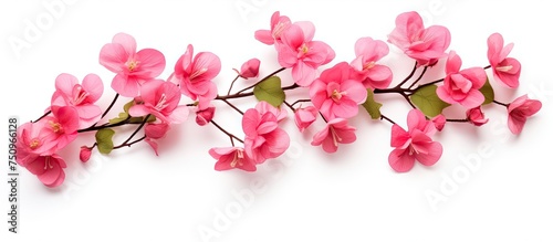 A cluster of pink coral vine flowers is arranged neatly on a pure white background, with a clipping path separating them from the surrounding space. The vibrant pink petals stand out against the clean