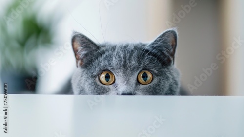 A curious gray cat looking over a table with a potted plant in the background. Suitable for various design projects