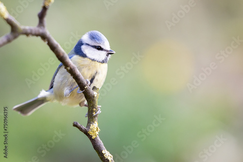 Pretty Adult Blue Tit (Cyanistes caeruleus) posed on a thin branch in a British back garden in Spring. Yorkshire, UK