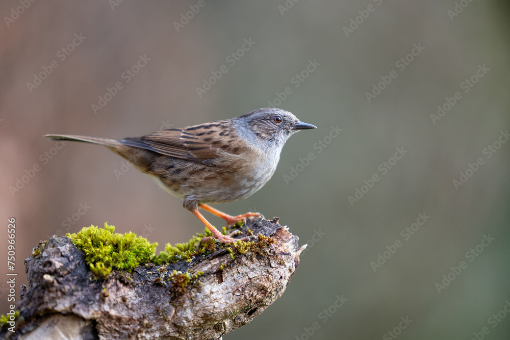 Dunnock (Prunella modularis) in Spring. Perched on a mossy log with a natural background - Yorkshire, UK in March
