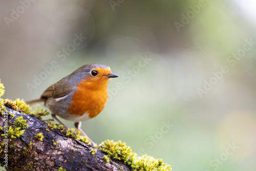 Beautiful Adult Robin (erithacus rubecula) posed on a mossy branch in a British back garden in Spring. Yorkshire, UK