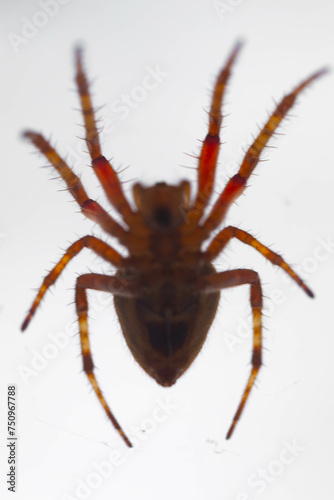 Typical web spider Araneus diadematus, very common in Brazil.